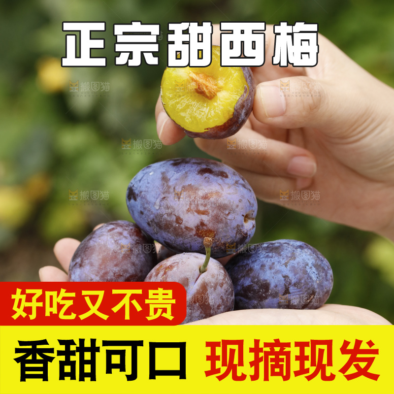 手上放着新疆大西梅