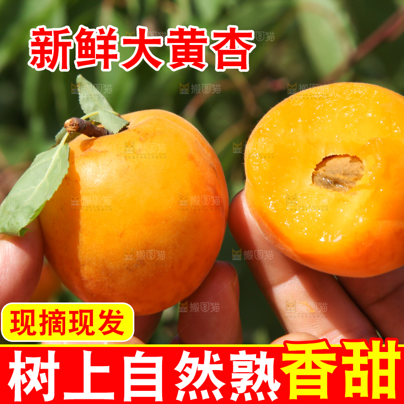 手拿着掰开的黄杏