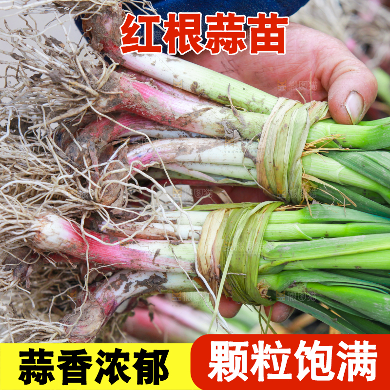 手拿着大蒜苗
