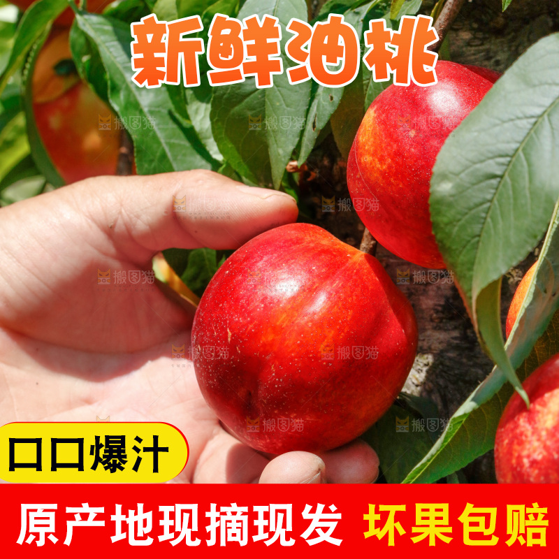 手里拿着黄肉油桃