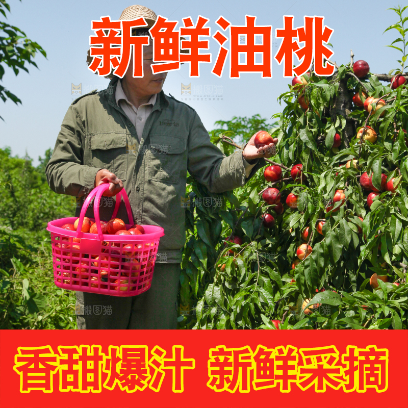 农民正在采摘油桃