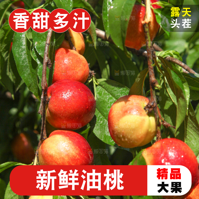 树上的黄心油桃