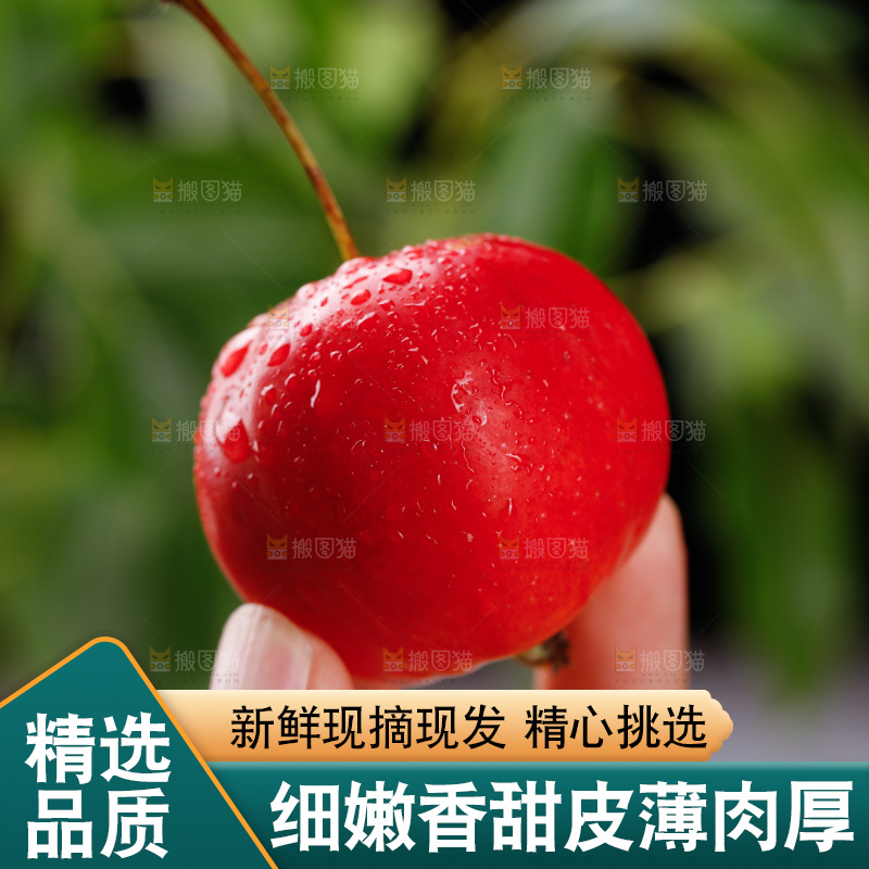 手上拿着东北海棠果
