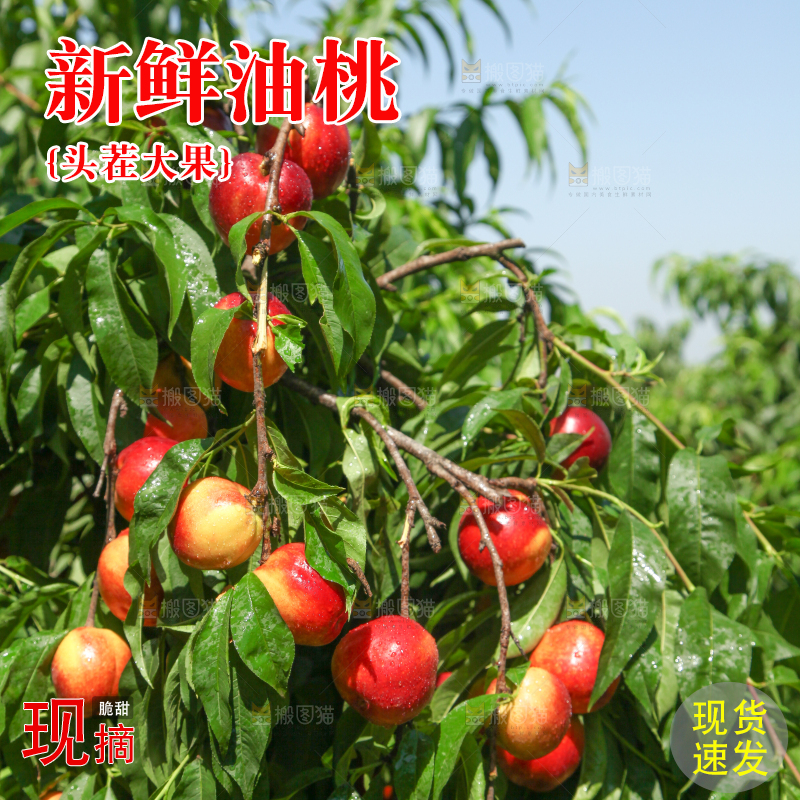 树上的黄心油桃