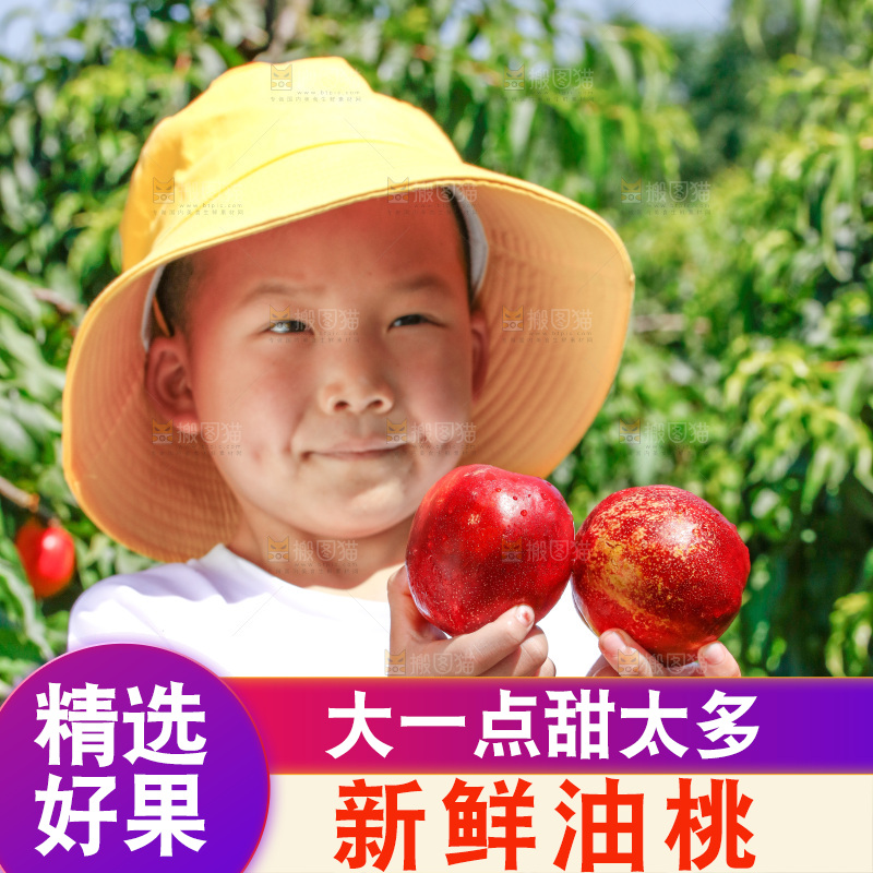 小孩手里的黄心油桃
