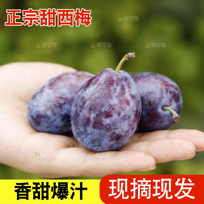 手上放着新疆大西梅