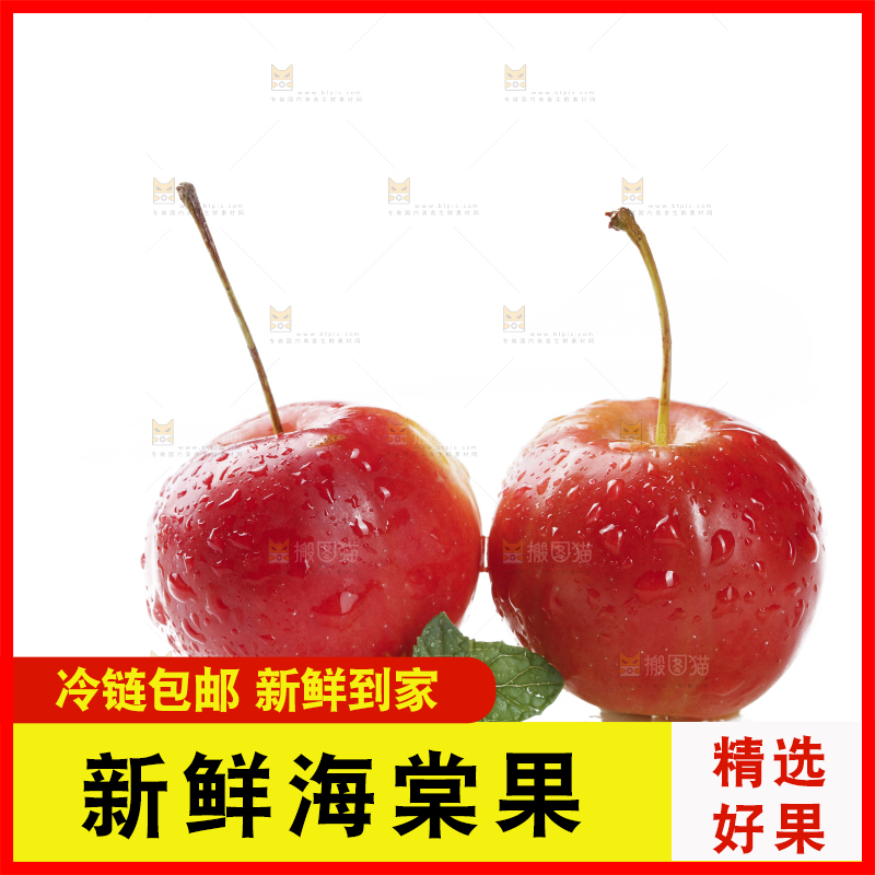 白底上的东北海棠果