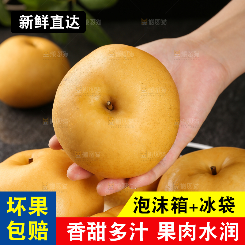 手里拿着新鲜秋月梨