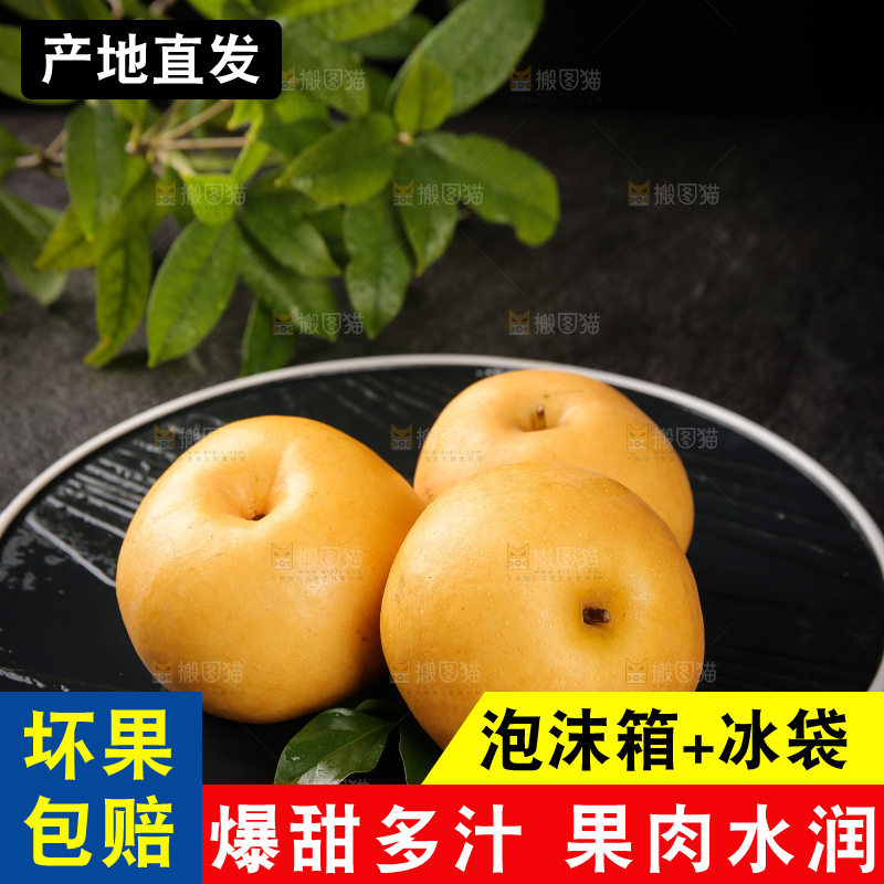黑底上的秋月梨