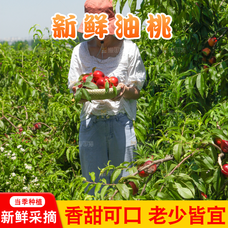 女孩手里的新鲜油桃