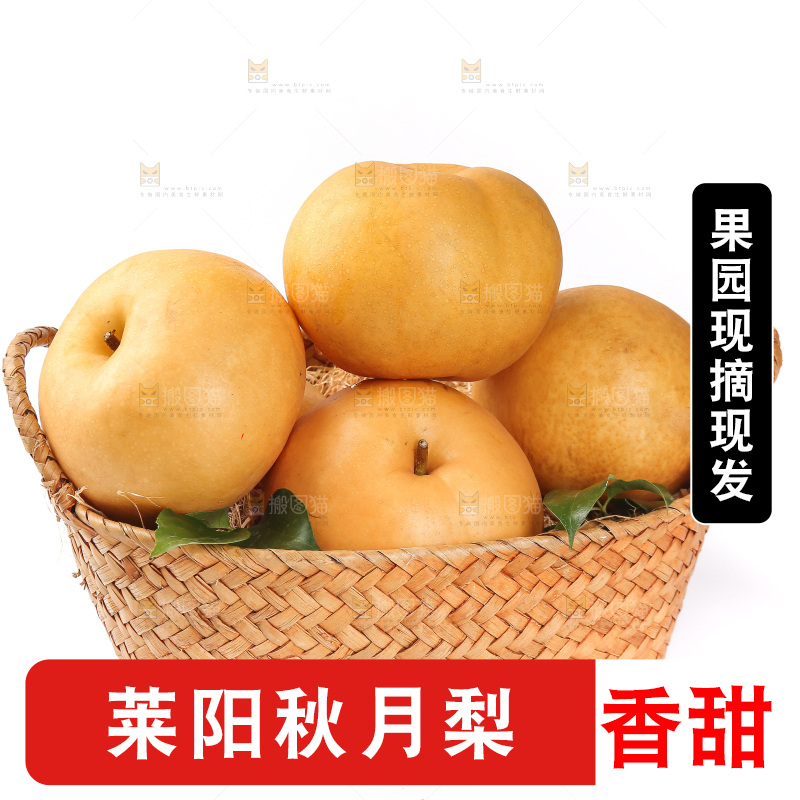 白底上的一篮秋月梨