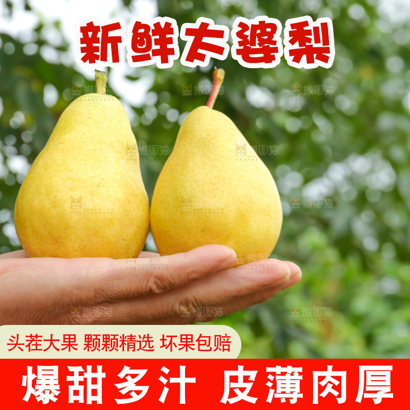 手上放着新鲜太婆梨