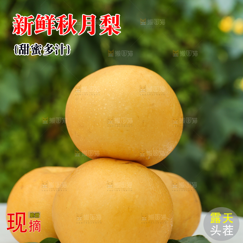 桌子上摆放着的秋月梨