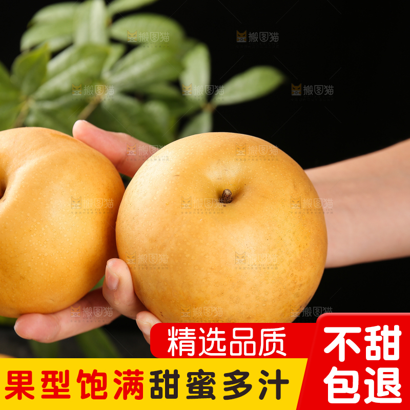 手里拿着新鲜秋月梨