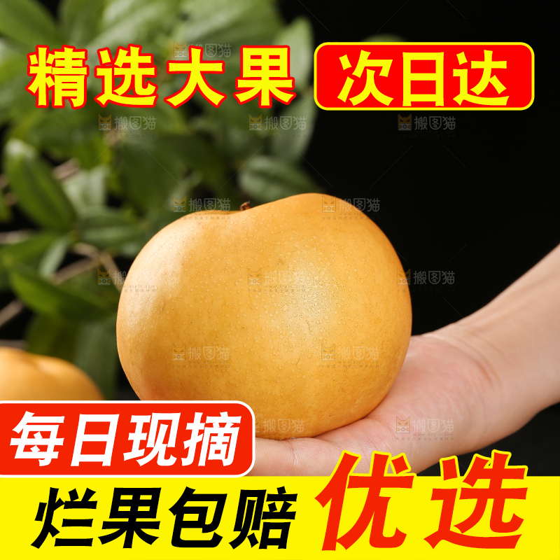 秋月梨主图