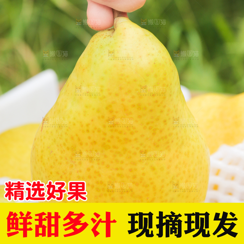 手里拿着烟台太婆梨