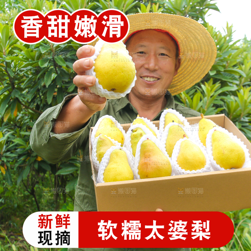 农民手里拿着太婆梨