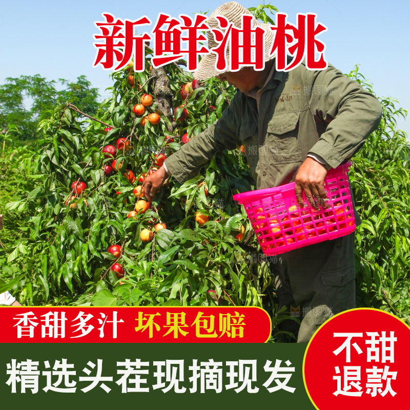 农民正在采摘黄心油桃