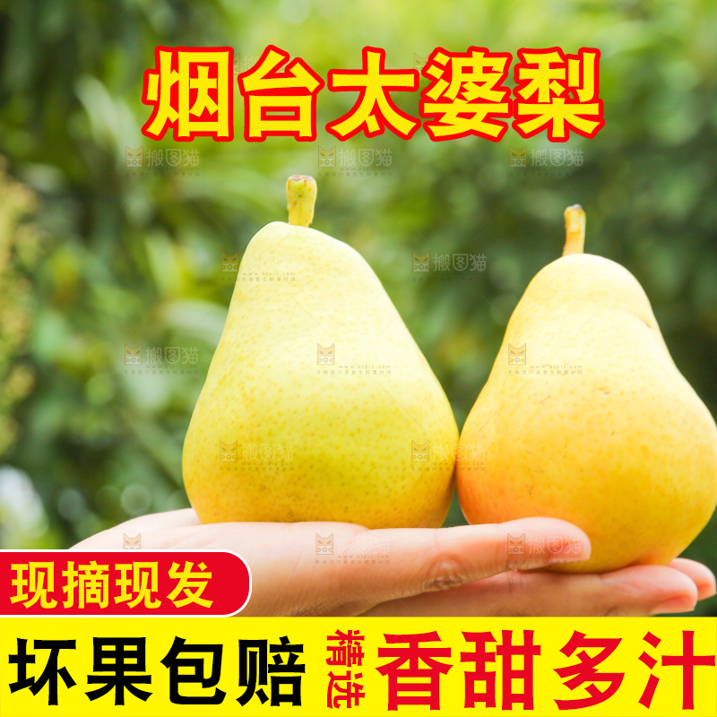 手里放着新鲜太婆梨