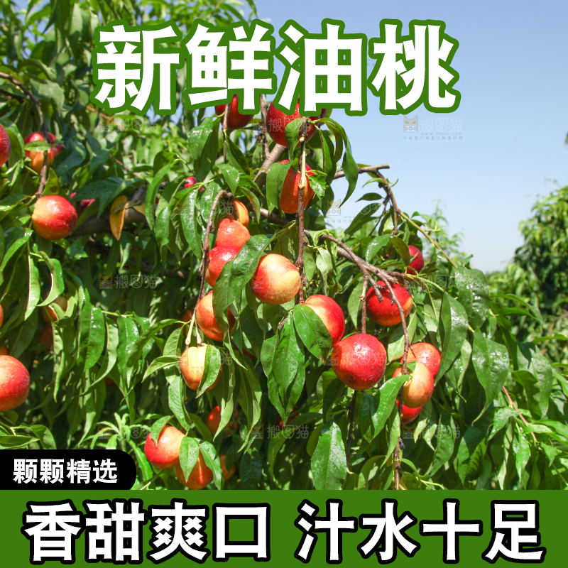 树上的黄心油桃