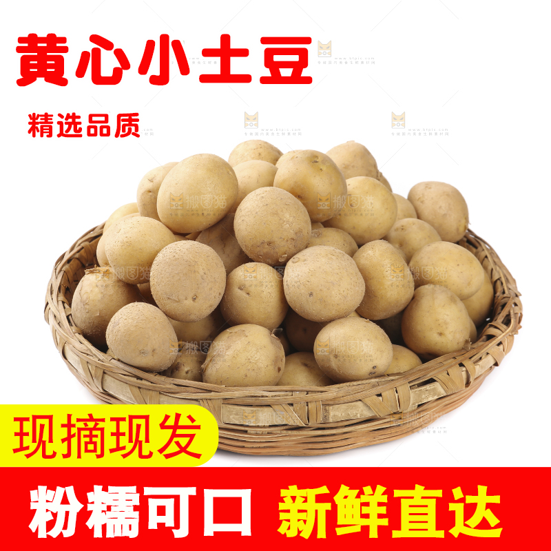 白底上的一篮黄皮小土豆