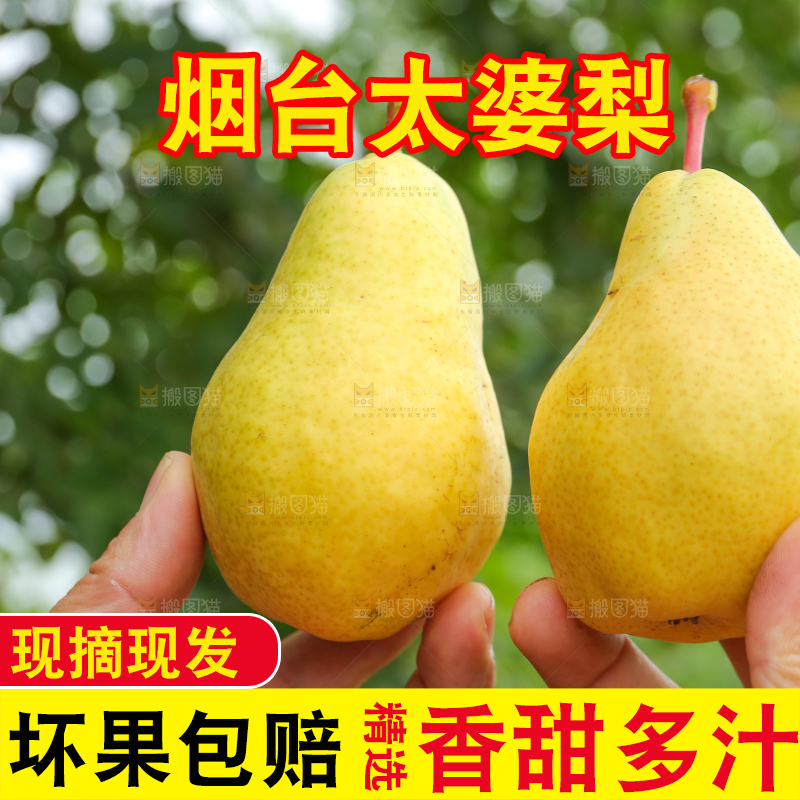 手里拿着新鲜太婆梨