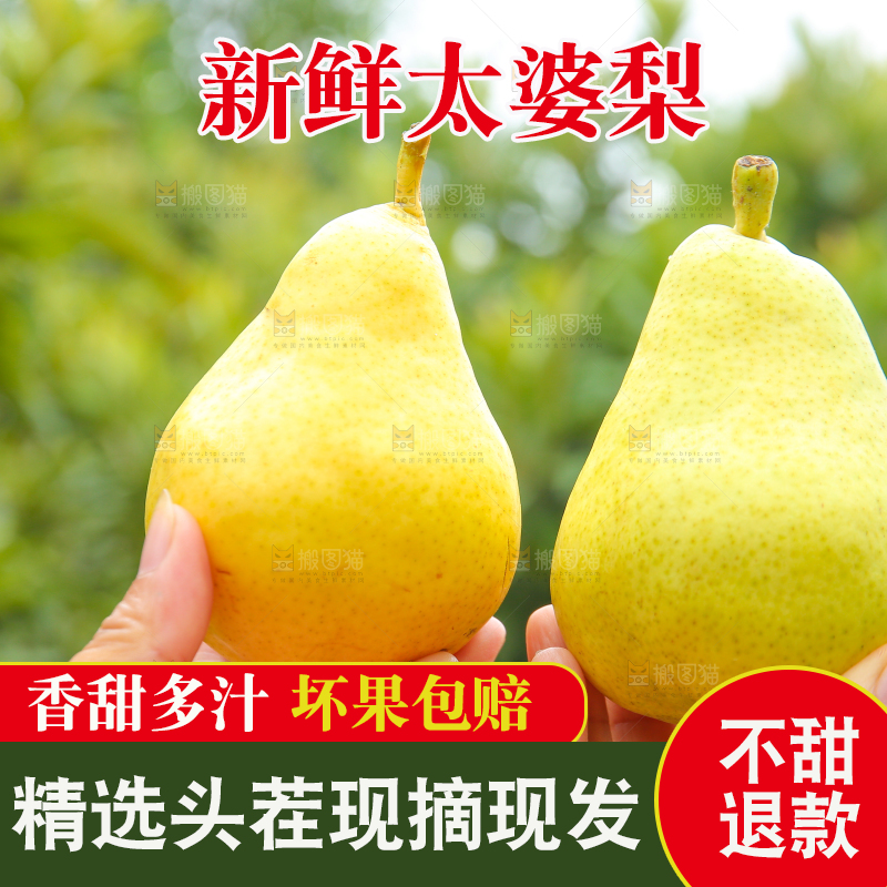 手里拿着新鲜太婆梨
