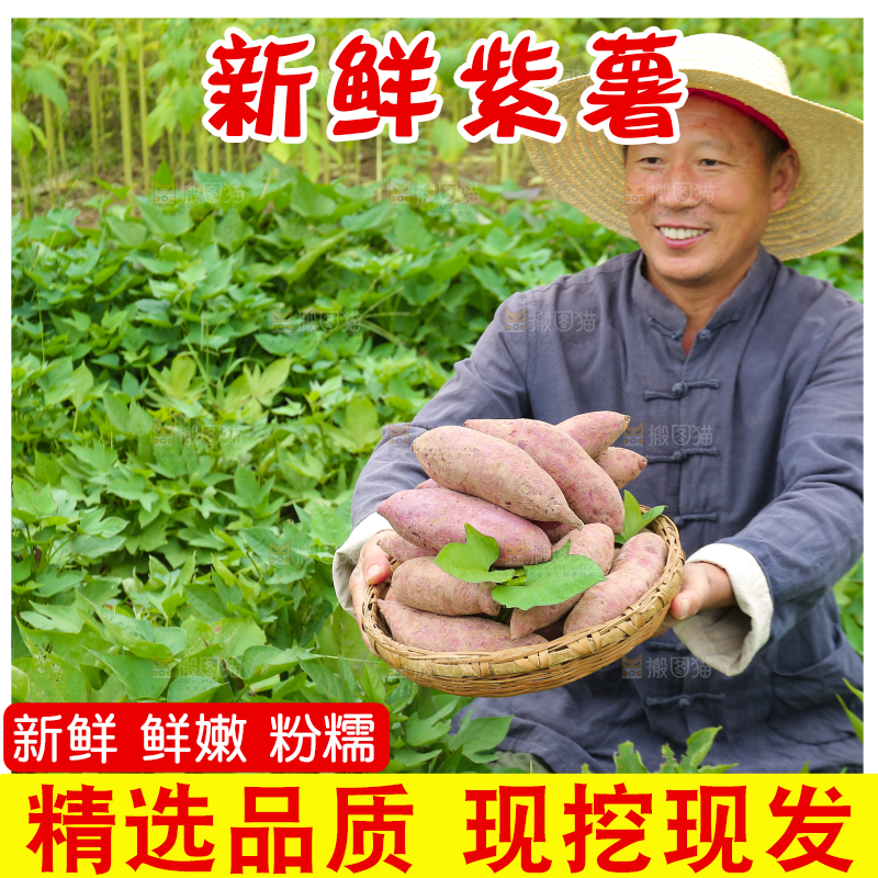农民手里拿着一篮紫薯