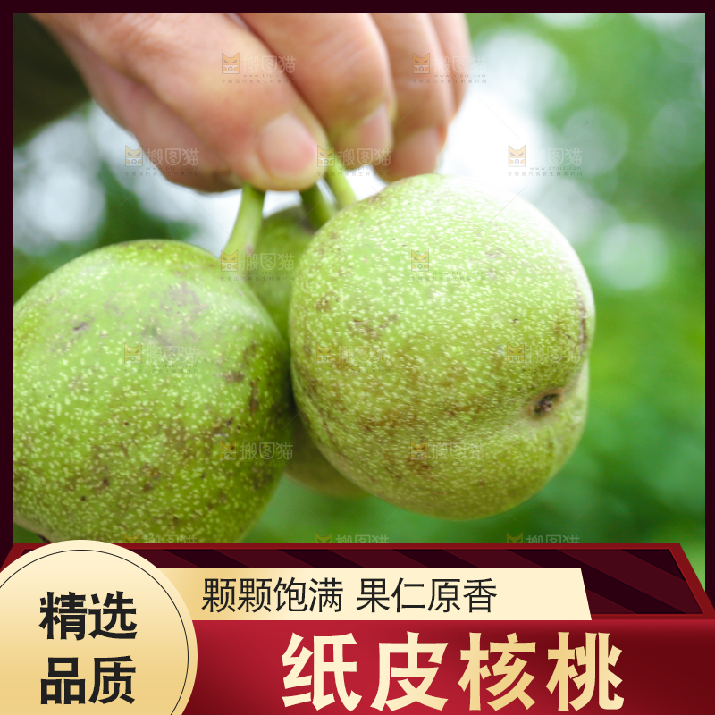 手里拿着青皮核桃
