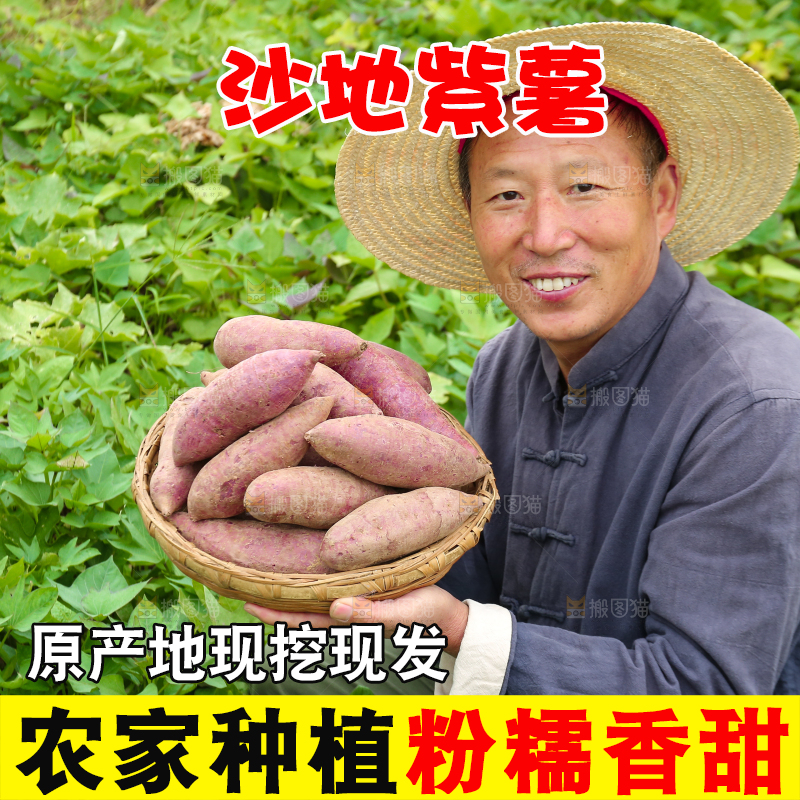 农民手里拿着一篮紫薯