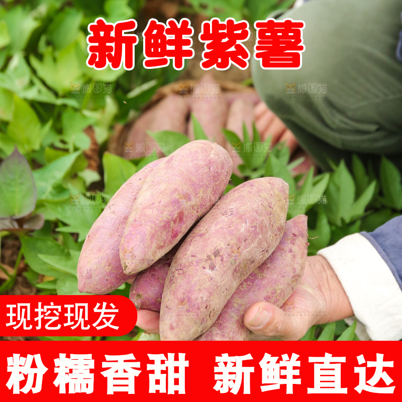 手里拿着沙地紫薯