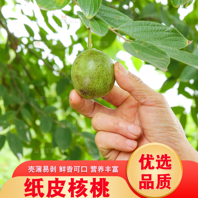 手里拿着青核桃