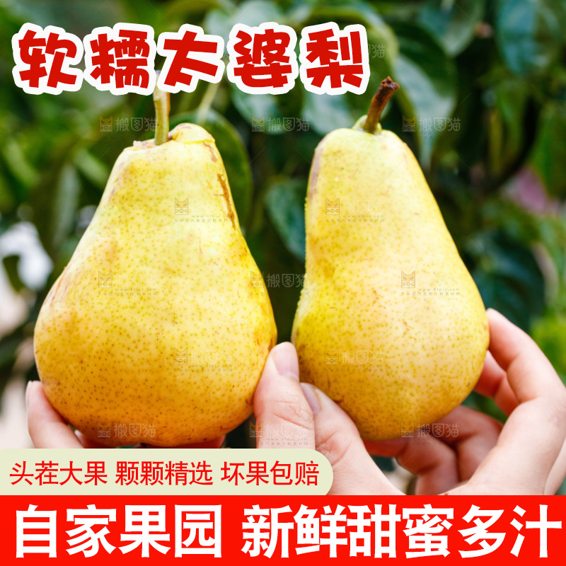 手里拿着新鲜太婆梨