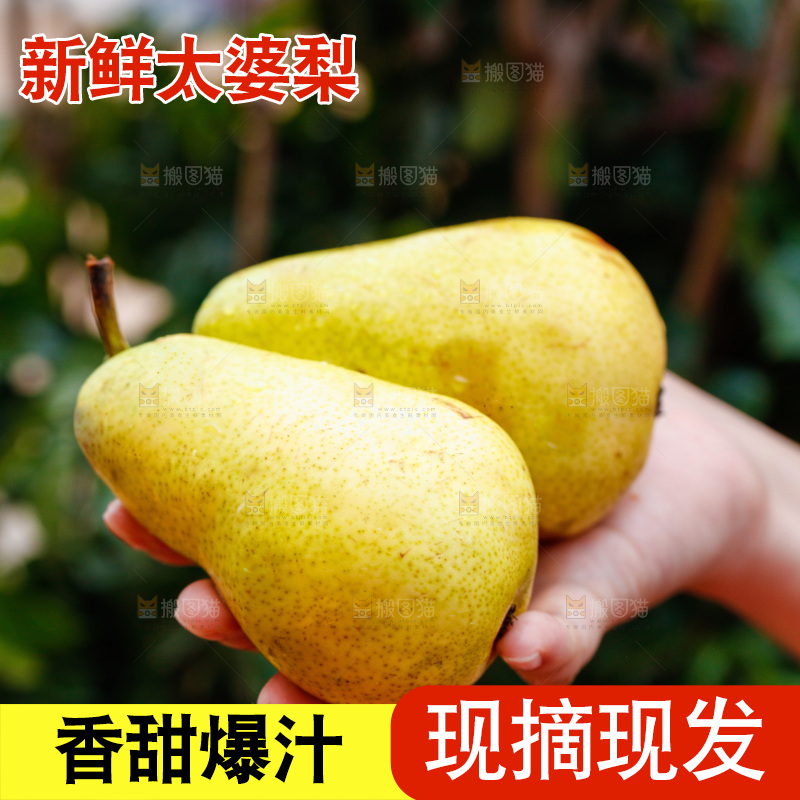 手里放着新鲜太婆梨