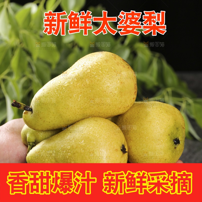 手里捧着烟台太婆梨