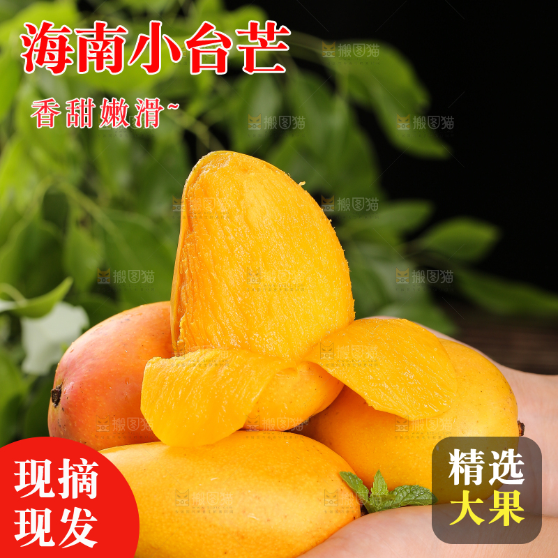 手里放着新鲜小台芒