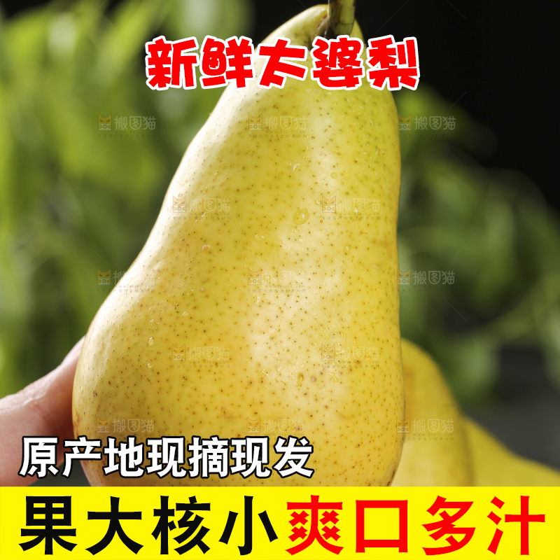 手里拿着山东太婆梨