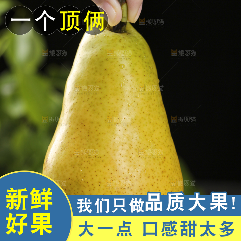 手里拿着山东太婆梨