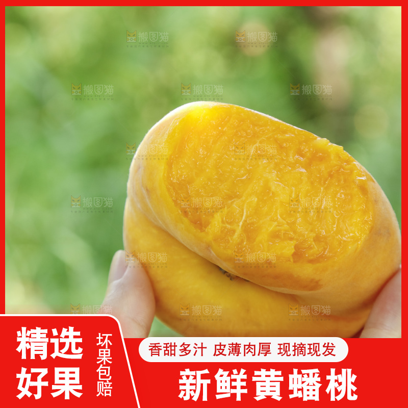 手里拿着新鲜黄蟠桃