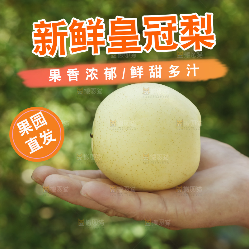 手上放着河北皇冠梨