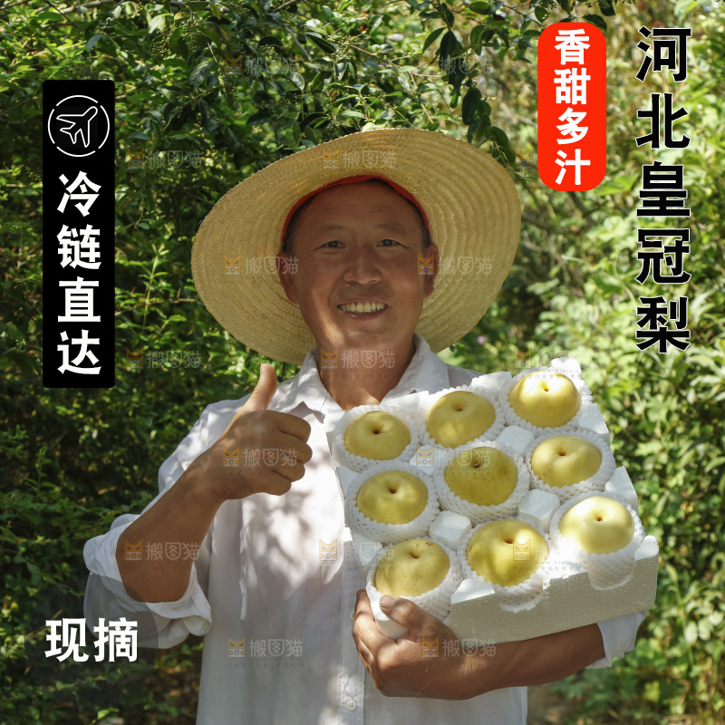 农民手里拿着一箱皇冠梨