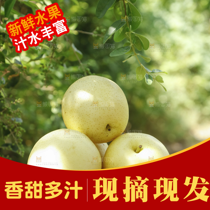 手里捧着河北皇冠梨