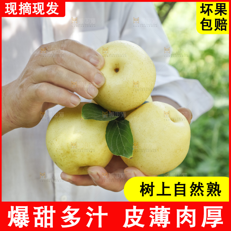 手里捧着新鲜皇冠梨
