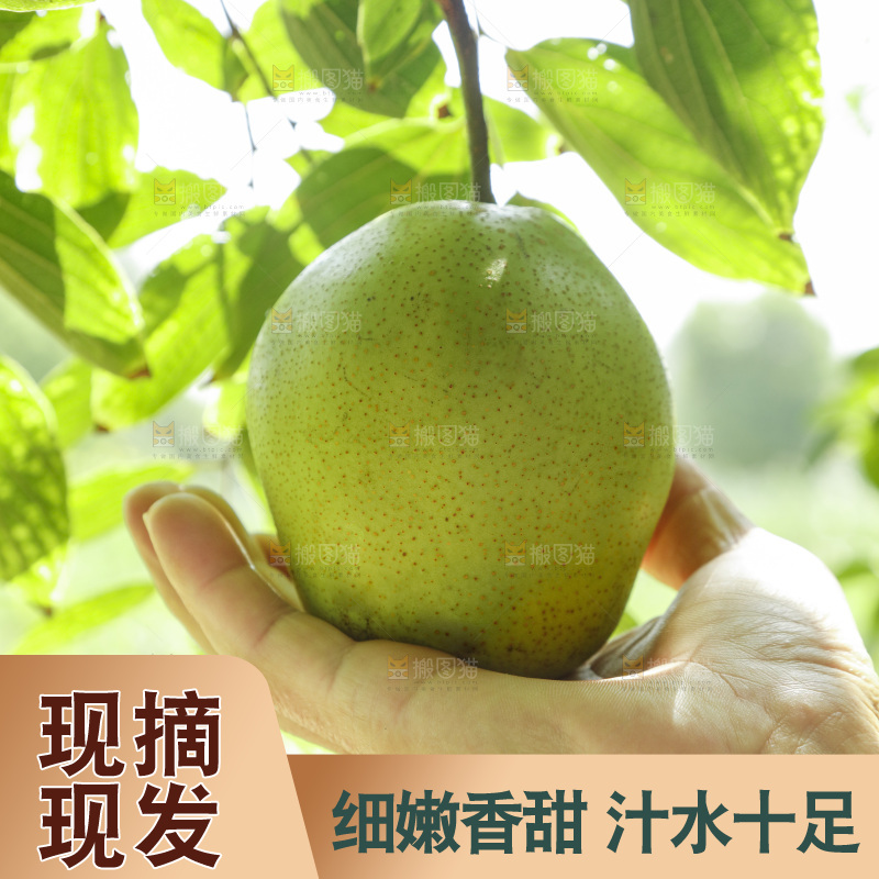手里拿着新鲜早酥梨