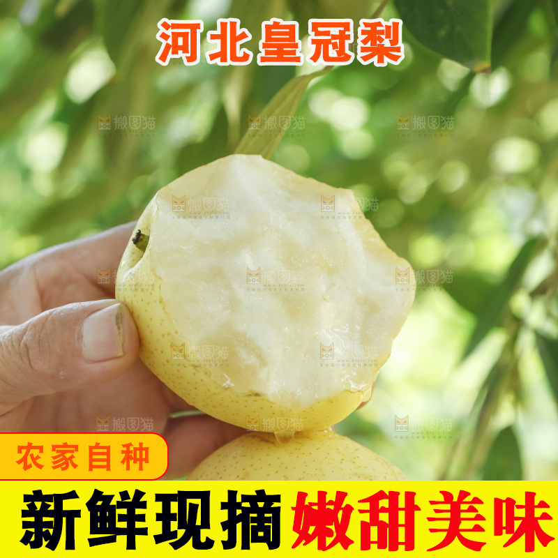 手里咬开的皇冠梨