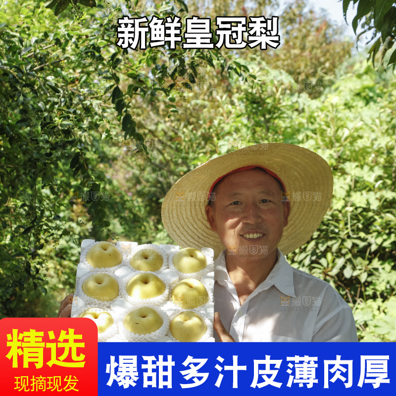 农民手里拿着一箱皇冠梨