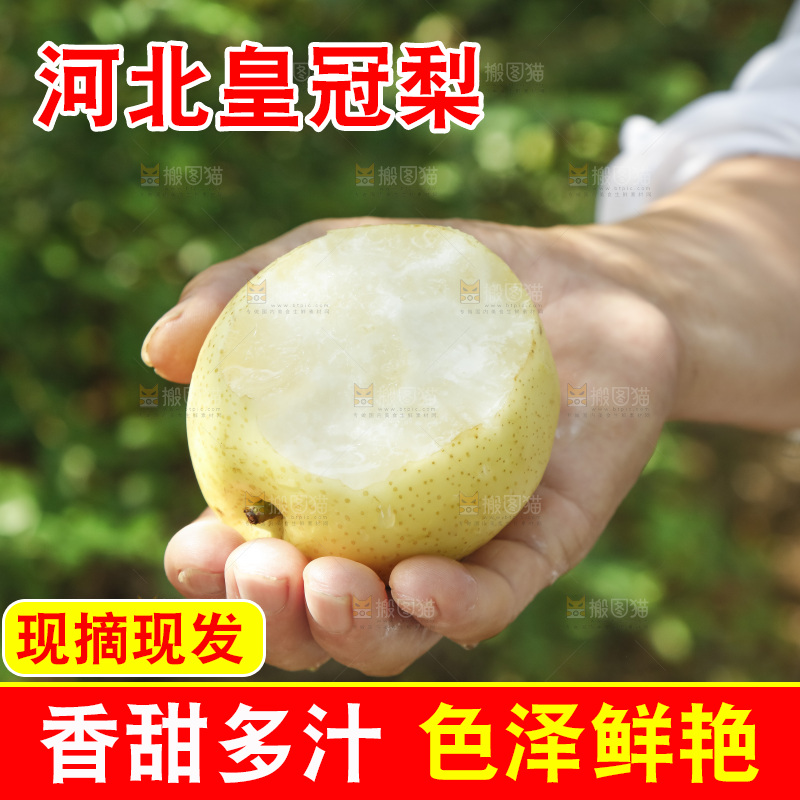手里咬开的皇冠梨
