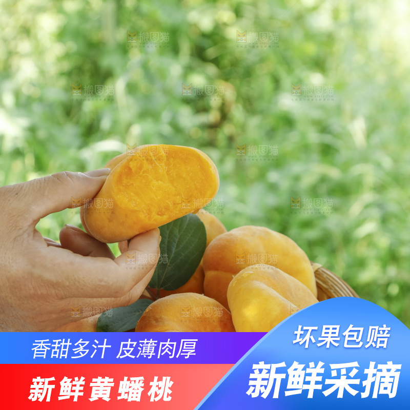 手里拿着一篮黄毛蟠桃