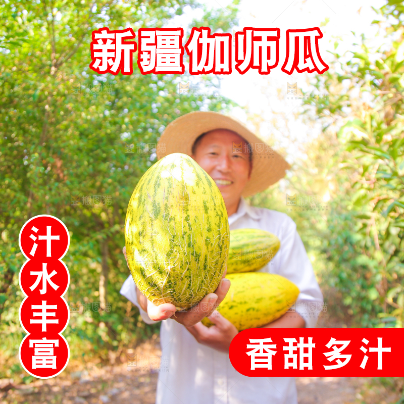 农民手里拿着新疆伽师瓜