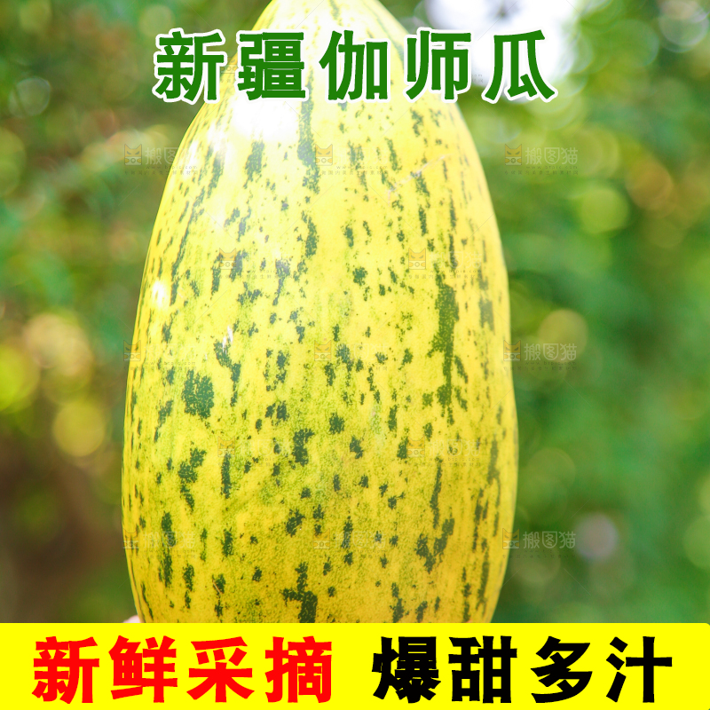 手里拿着伽师蜜瓜